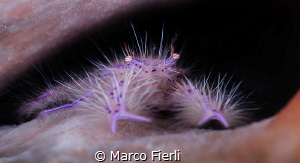Hairy Squat Lobster by Marco Fierli 